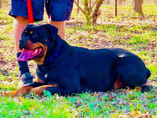 Mothers - The Texas Rottweiler Ranch